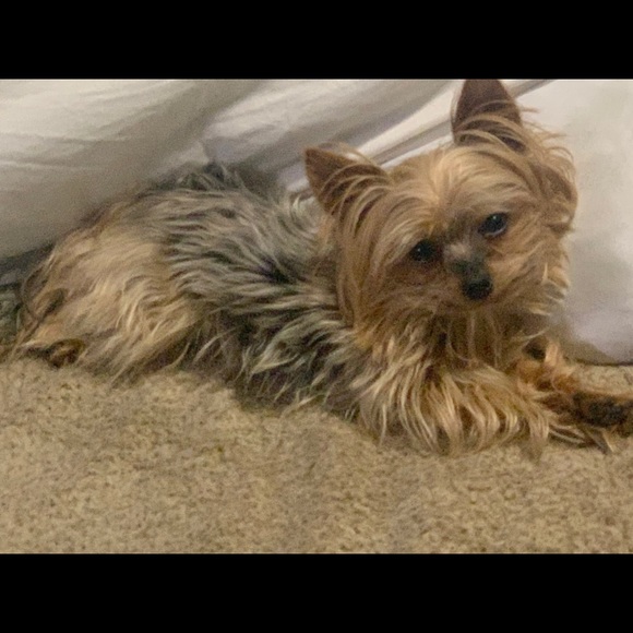 Meet your Posher, Christopher - Picture 6 of 10